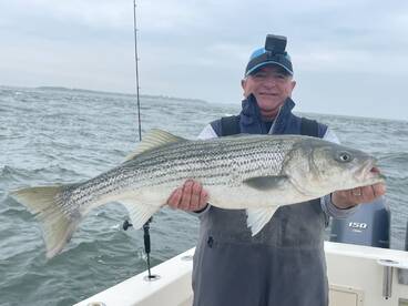The Striped Bass are Back!