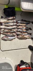 Good day Haddock Fishing