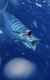 The wahoo/mahimahi fishing is heating up