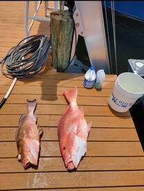 Snapper bigger than buckets.