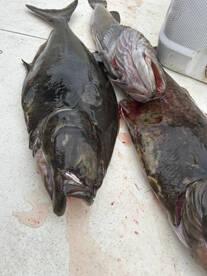 Lingcod and Butts for all