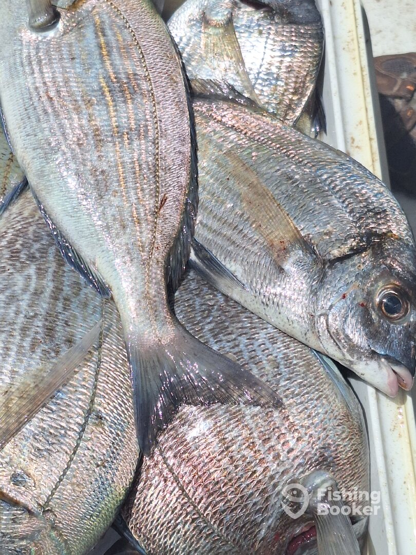 Lisbon Report Photo 0