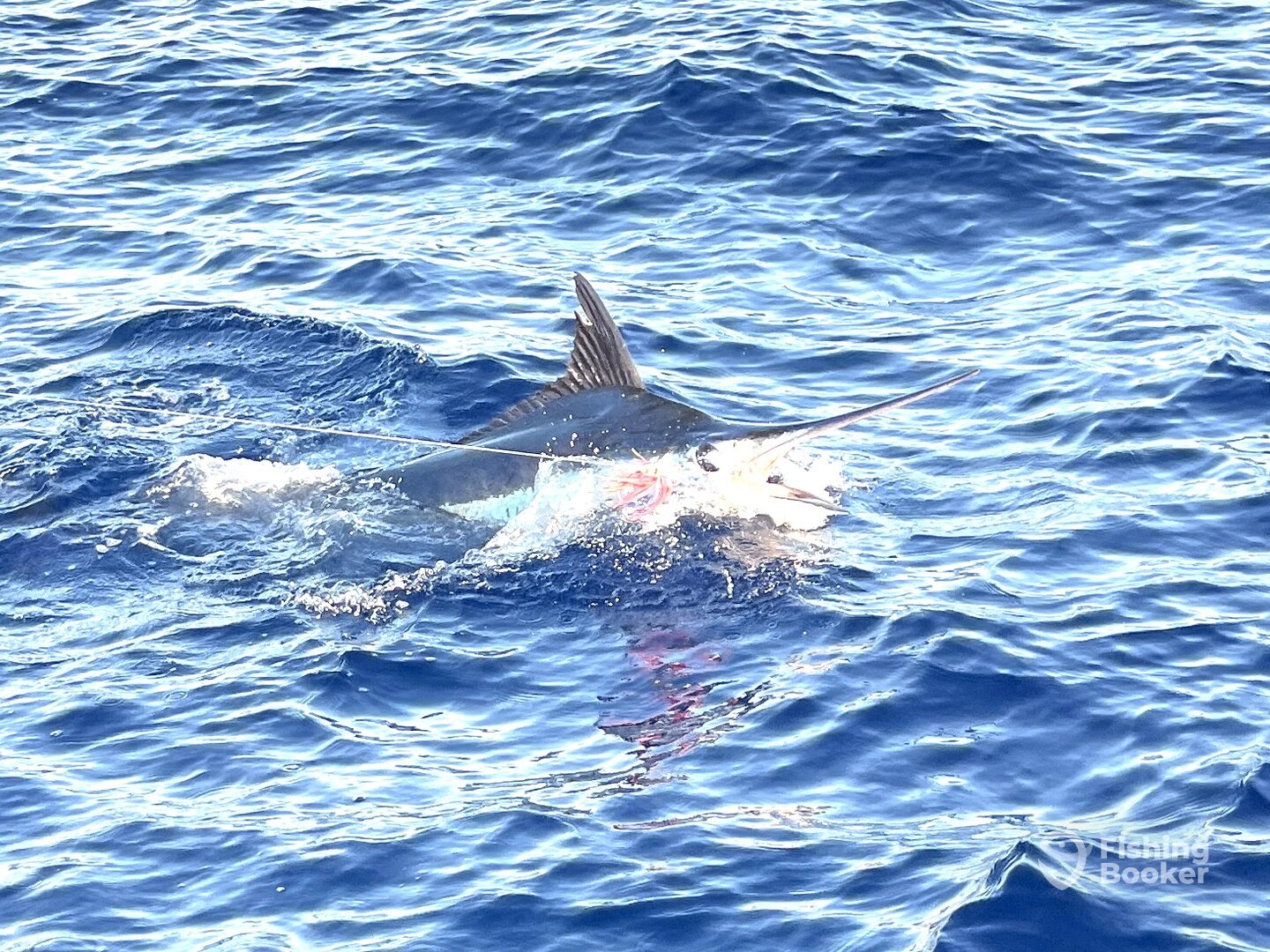 Fighting to the boat!