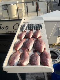 Orange Beach Report Photo 1