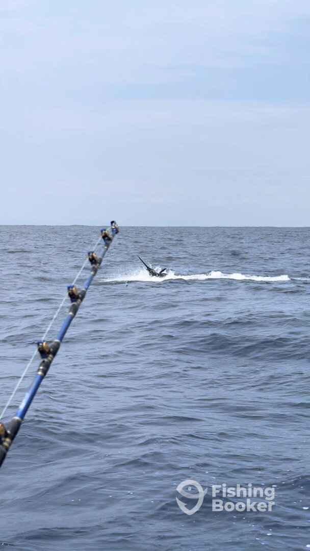 Nicoya Report Photo 0