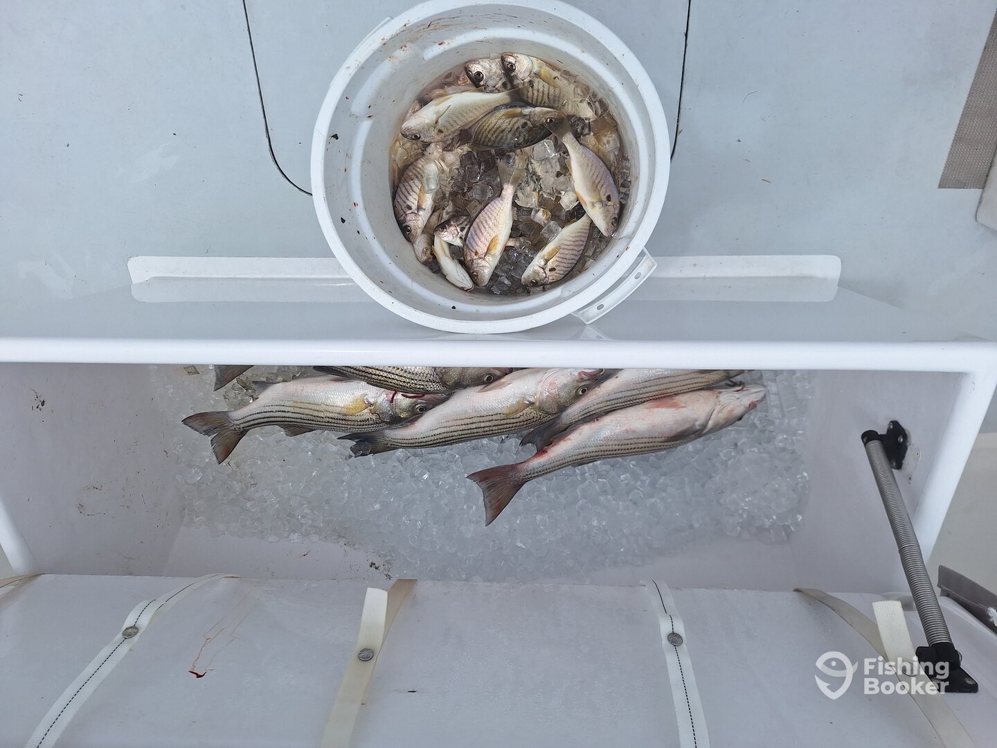 Solomons Report Photo 0