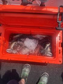 Awesome seabass fishing!  200 plus fish 