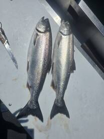 It's game time, big salmon are here!!!