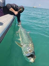 Prime time for big key west tarpon 