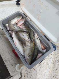 Texoma Striper Fishing