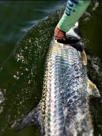 Sanibel-Captiva Tarpon Season Heats Up: 