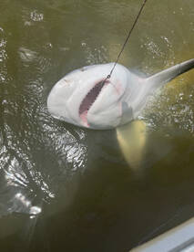 Shark bite capital of the world!