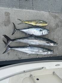 Port Salerno Report Photo 4