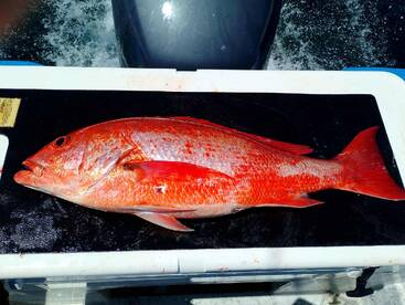 Bahía de los Ángeles Report Photo 2