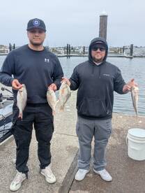 Pink fin perch fishing