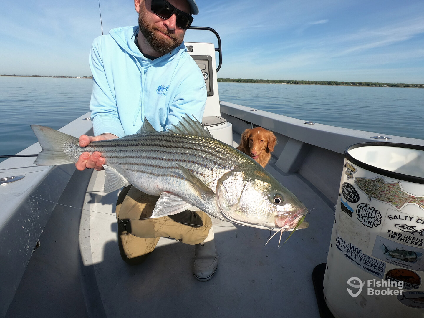 Striped bass on the fly