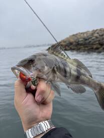 Los Angeles Report Photo 1