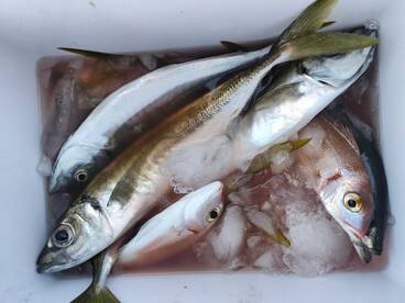 Start Mackerel season!