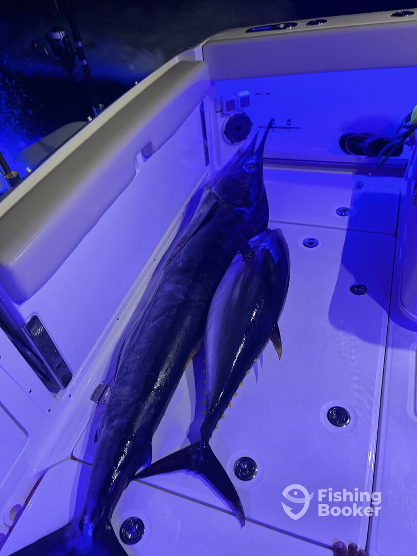 Puerto Vallarta Report Photo 0