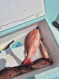 Destin Report Photo 1