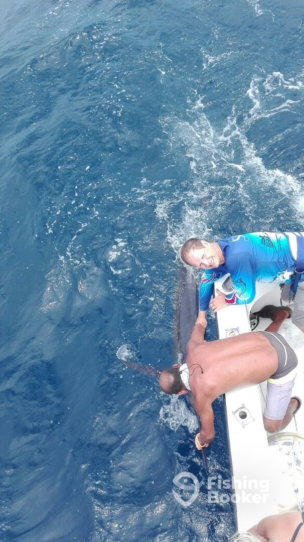 Blue marlin release!