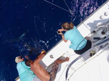 250 lb blue marlin on the leader!