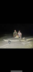 More huge lemon sharks 