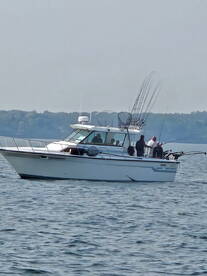 June Transition Dinosaurs 