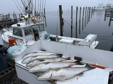 Great Striped Bass fishing with diamond 