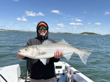 Stripers have arrived!!!! Up to 49 inche