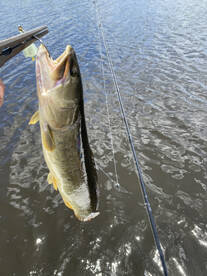 Heavy hitters big bowfin