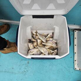 Solomons Report Photo 1