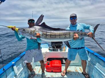 Striped Marlin season 