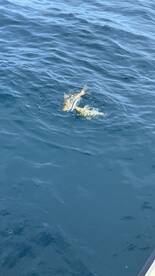 Huntington Beach Report Photo 2