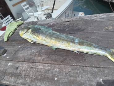 Group of 4 June 17 2025