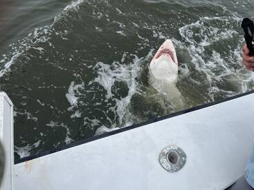 Wildwood Crest Report Photo 1