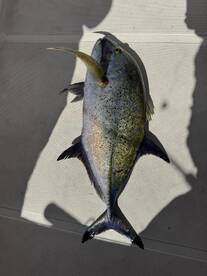 Kailua-Kona Report Photo 1