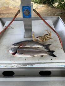 Nanaimo Report Photo 2