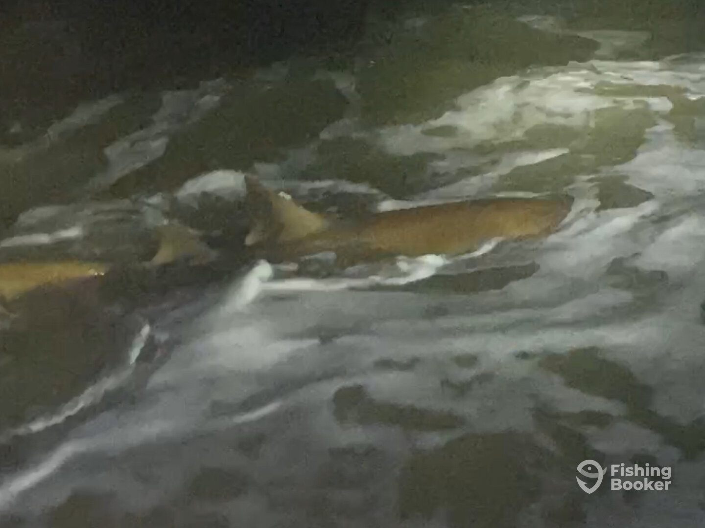 New Smyrna Beach Report Photo 0