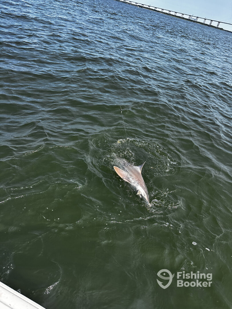 Mount Pleasant Report Photo 0