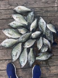 CRAPPIE CATCHING