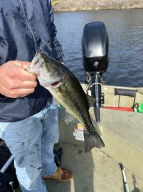 Angler proudly displaying a large Largemouth Bass while fishing from a small boat on a calm lake.