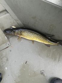 A Northern Pike displayed on the floor of a boat, showcasing its distinctive markings after a fishing trip.