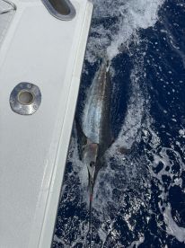 A Marlin is seen jumping out of the water during a deep-sea fishing trip, showcasing the excitement of sport fishing.