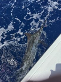 A Marlin is actively being reeled in during a deep-sea fishing trip, showcasing the excitement of sport fishing in open waters.