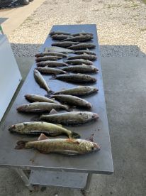 A variety of Walleye neatly arranged on a cleaning table after a successful fishing trip, showcasing the day's catch.