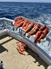 A variety of redfish displayed on a catch board aboard a fishing boat, showcasing a successful offshore fishing trip.