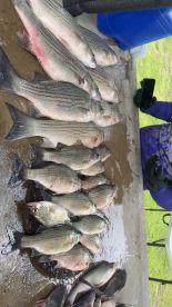 A variety of striped bass laid out on a cleaning table, showcasing a successful fishing trip.
