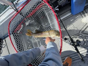 Angler reeling in a Northern Pike from a fishing boat, showcasing the excitement of catching this freshwater species.