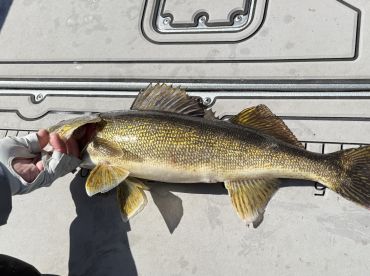 A proud angler displaying a large Walleye on the deck of a fishing boat, showcasing the catch from a successful day on the water.